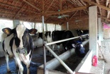 Tăng năng suất nhờ phương pháp chống nóng cho vật nuôi trong mùa hè 