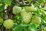 8 công dụng chữa bệnh thần kỳ từ quả na 