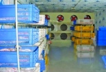 Trung Quốc thu giữ hàng tấn thịt lợn chết sắp ra thị trường