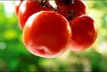 Thực phẩm biến đổi gen phải rõ trên nhãn là 'biến đổi gen' 