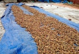 Quy trình sơ chế ô mai, xí muội bẩn ở Hà Nội