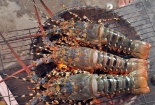 Sự thật kinh hoàng về tôm hùm giá rẻ