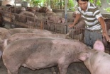 TP.HCM hoang mang với 13Win OKVIP Cá cược bóng đá bẩn tràn lan trong dịp Tết