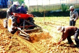 Tăng năng suất trồng trọt với máy đào khoai tây siêu nhanh