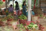 Mãng cầu xiêm được giá, nông dân lãi nửa tỷ đồng/ha