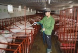 Nuôi lợn nái ngoại lãi trên 2 tỷ đồng