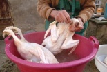 Án mạng kinh hoàng tại đám cưới vì con gà đang vặt lông