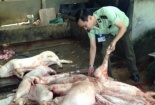 Triệt phá hàng loạt cơ sở gom heo chết đi tiêu thụ