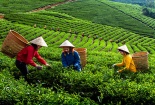 Bộ NN&PTNT thanh tra công ty VinaCert 'vì chào bán chứng nhận VietGap'