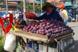 Mận Trung Quốc 'đội lốt' mận Hà Nội 'tung tăng' trên đường phố Sài Gòn