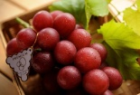 'Lai lịch' chùm nho Ruby Roman giá 245 triệu chỉ đại gia mới dám mua