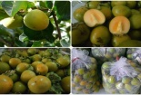 Đội lốt hồng Việt Nam, hồng giòn Trung Quốc bủa vây người dùng