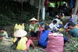 Bản tin tiêu dùng 1/10: Ồ ạt hái cau non bán cho thương lái Trung Quốc