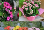 Kỹ thuật trồng và chăm sóc cây sống đời cho hoa nở rực rỡ đón Tết