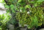 Kỹ thuật trồng và chăm sóc cây sung cảnh quả sai trĩu cành chơi Tết