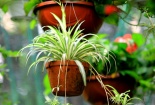 Kỹ thuật trồng cây dây nhện làm sạch không khí ô nhiễm trong nhà