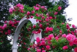 Kỹ thuật trồng cây hoa hồng tứ quý leo tường nhà rực rỡ
