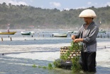 Nuôi trồng rong biển: Hướng đi phát triển thủy sản bền vững