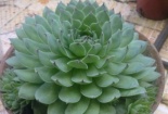 Chỉ cách trồng cây sen đá phật bà và cách chăm sóc cho cây mãi xanh tươi