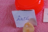 Một ngư dân Bạc Liêu bỗng thành tỷ phú nhờ bắt được ngọc ốc quý hiếm giá nửa tỷ