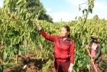 Người dân rớt nước mắt vì trồng chanh dây không quả