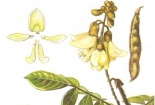 Cây độc: Cây Cổ Giải - sát thủ diệt ruồi nhanh như 'chớp' 