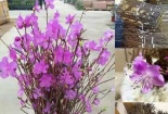 Cây độc: Hoa đỗ quyên ngủ đông như 'cành củi khô' đang gây sốt có tẩm hóa chất độc hại?