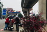 Đào Nhật Tân xuống phố phục vụ cúng Rằm tháng Chạp có giá rẻ bất ngờ