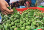 Mẹo chọn và bảo quản sấu quanh năm không phải ai cũng biết