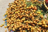 Quất hồng bì đầu mùa chín mọng, tiểu thương bán hết cả tạ mỗi ngày