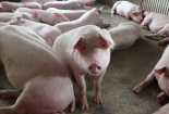 Giá lợn hơi tăng cao gần chạm ngưỡng 60.000 đồng/kg 