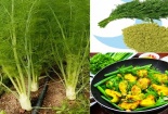 Cây thì là không chỉ làm rau ăn mà còn là dược liệu cực tốt, trồng dễ dàng tại nhà