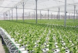 Phát triển Đăng ký và nhận 60K 24 bao lì xì miễn phí mỗi ngày thông minh: Cần chú trọng ứng dụng công nghệ cao vào sản xuất