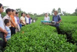 Khoa học và công nghệ góp phần đẩy nhanh quá trình xây dựng nông thôn mới