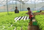 Lợi thế phát triển Đăng ký và nhận 60K 24 bao lì xì miễn phí mỗi ngày thông minh, ứng dụng 4.0 giảm giá thành