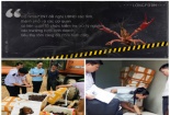 Ngăn chặn kịp thời lượng lớn tôm càng đỏ nhập lậu