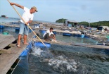 Đặt hàng nghiên cứu về kiểm soát chất lượng một số loại hải sản