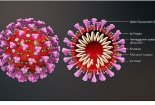 Đã có hơn 200 công bố khoa học về dịch bệnh do virus corona chủng mới