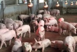 Giá heo hơi ngày 04/03/2020: Một số tỉnh tiếp tục tăng nhẹ 