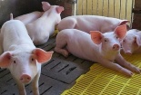 Giá heo hơi ngày 15/03/2020: Miền Bắc bất ngờ giảm giá, miền Nam tăng giá trở lại