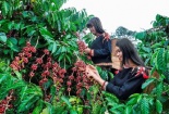 Giá nông sản hôm nay 29/3: Ảm đạm ngày cuối tuần