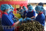 Lô hàng nhãn lồng Hưng Yên đạt chuẩn đầu tiên sắp xuất sang Australia, Singapore