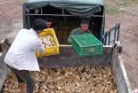 Nhập lậu giống gia cầm tăng cao, cần ngăn chặn triệt để từ mọi phía