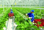 Phát triển Đăng ký và nhận 60K 24 bao lì xì miễn phí mỗi ngày hữu cơ phải gắn với tiêu chuẩn chất lượng 