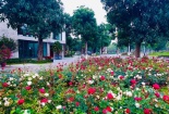 Hơn một triệu bông hồng nở hoa rực rỡ khắp Ecopark