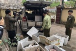 Kiểm soát chặt cá tầm nhập khẩu ngay tại biên giới