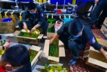 An Giang: Thu giữ 7.000 nước rửa chén Superlight vi phạm quy định về nhãn hàng hóa