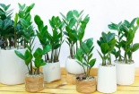 5 loại cây cảnh phong thủy ‘hút’ tài lộc, đem lại may mắn dịp đầu năm mới 