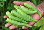 Tìm ra cách loại bỏ vi nhựa nguy hiểm khỏi nguồn nước bằng đậu bắp