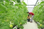 Thanh Hóa: Áp dụng khoa học công nghệ và tiêu chuẩn phù hợp nhằm nâng cao chất lượng nông sản